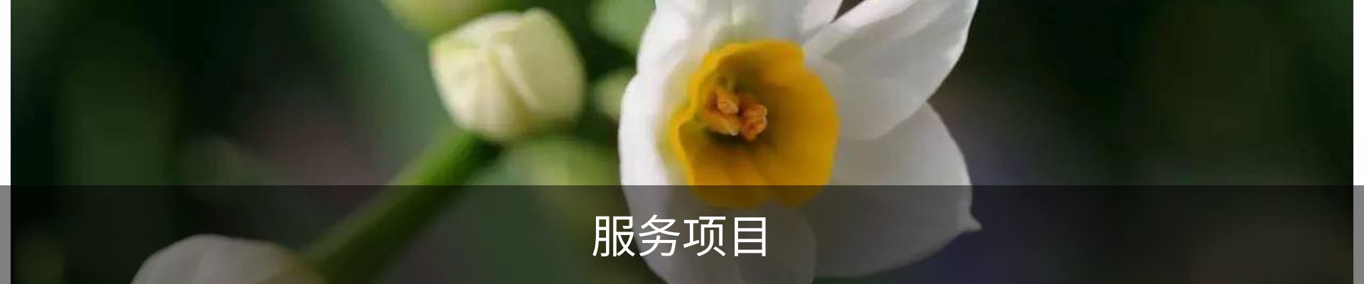 服务项目